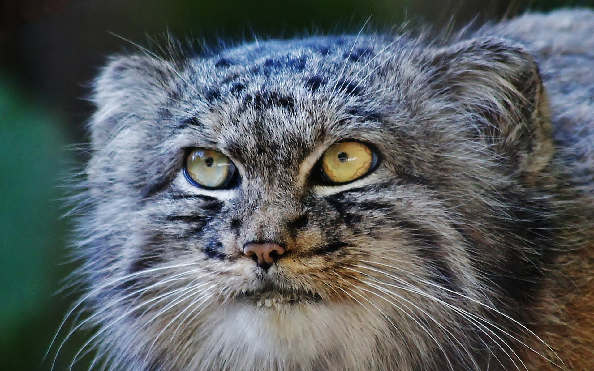 Pallas'S Cat Wallpapers