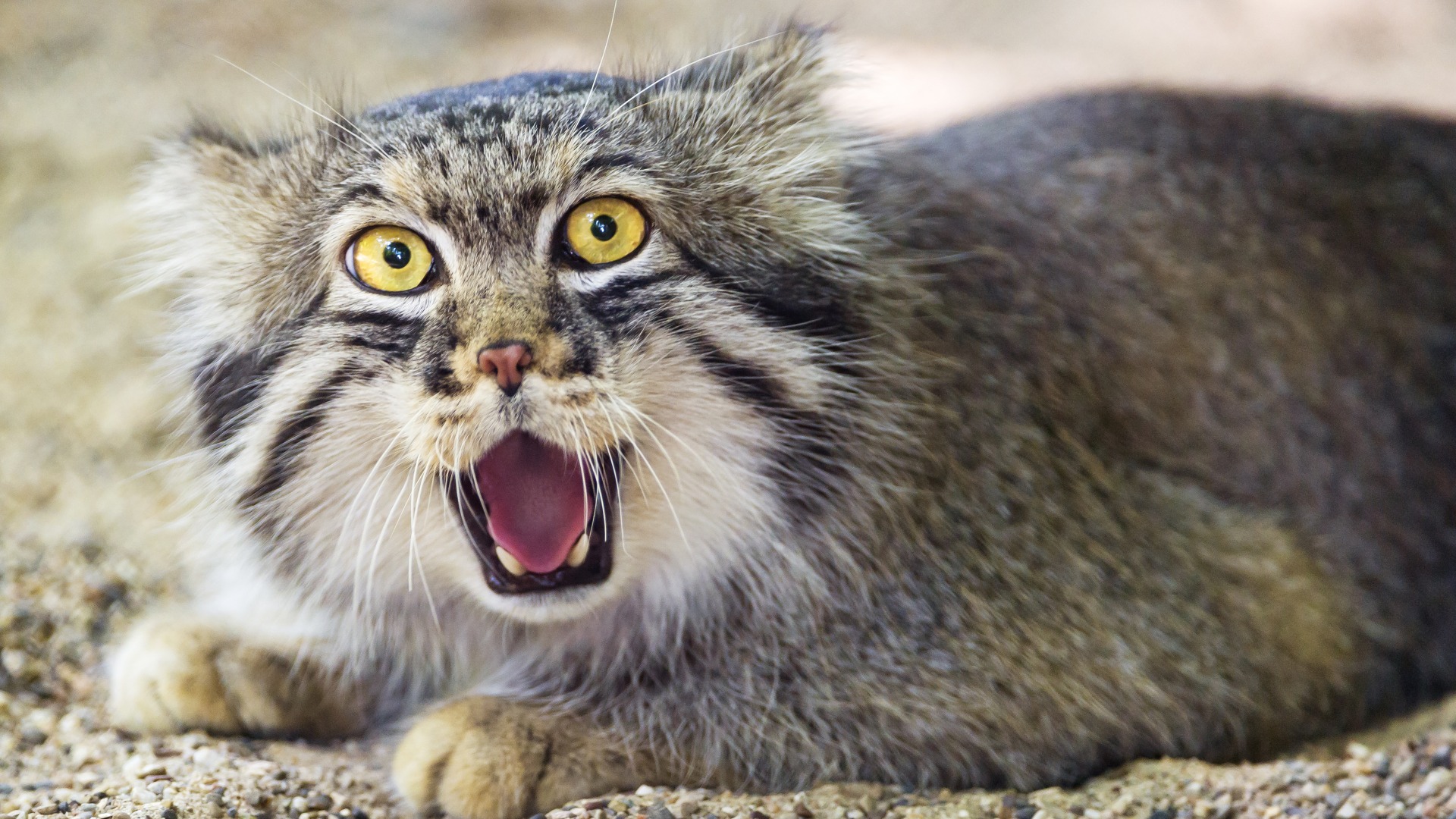 Pallas'S Cat Wallpapers