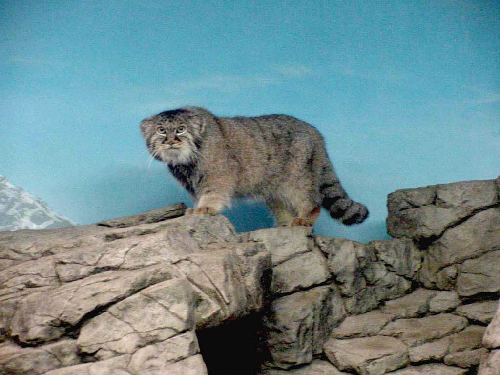 Pallas'S Cat Wallpapers