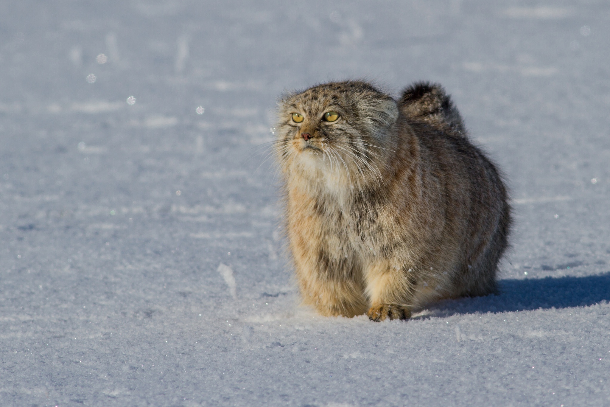 Pallas'S Cat Wallpapers