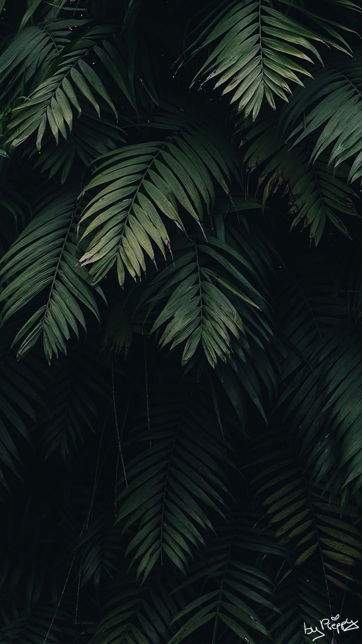 Palm Leaves Iphone Wallpapers