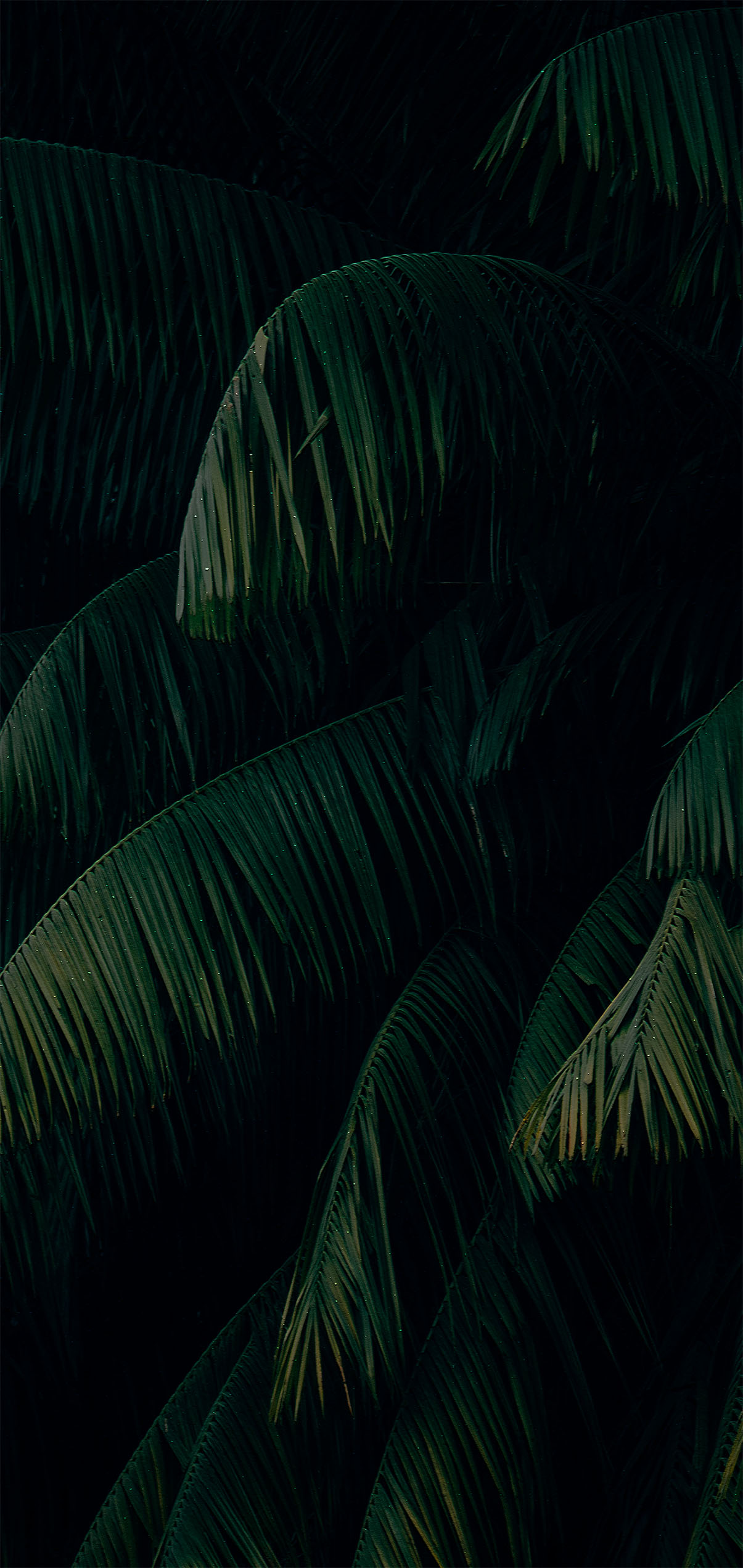 Palm Leaves Iphone Wallpapers