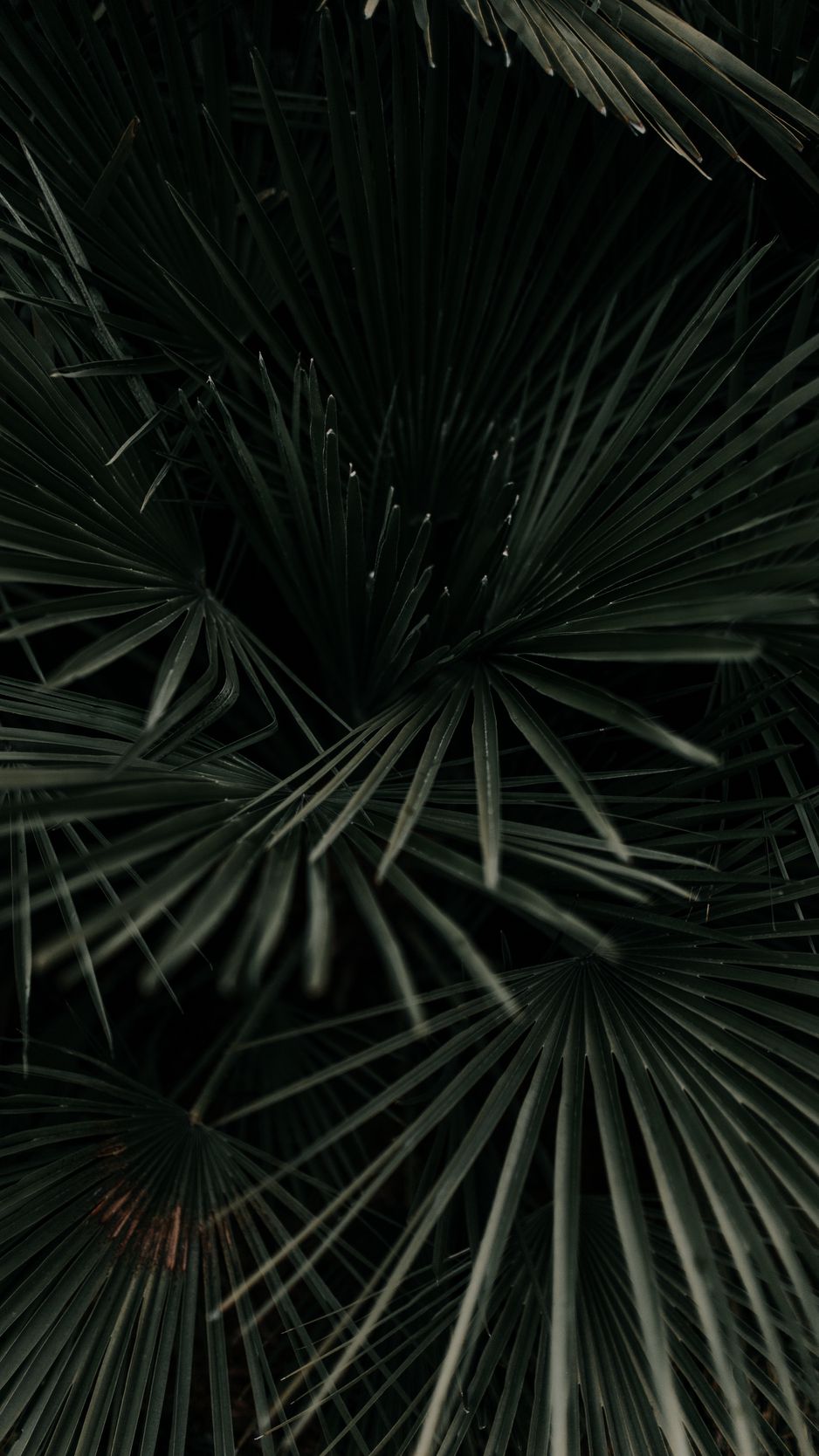 Palm Leaves Iphone Wallpapers