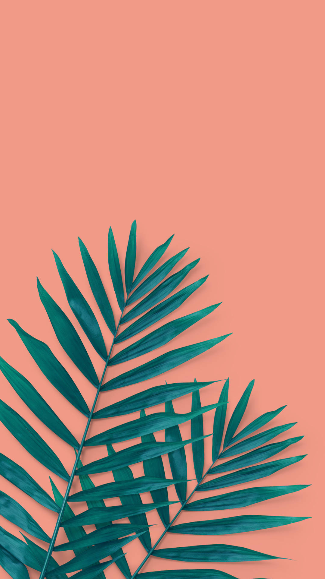 Palm Leaves Iphone Wallpapers