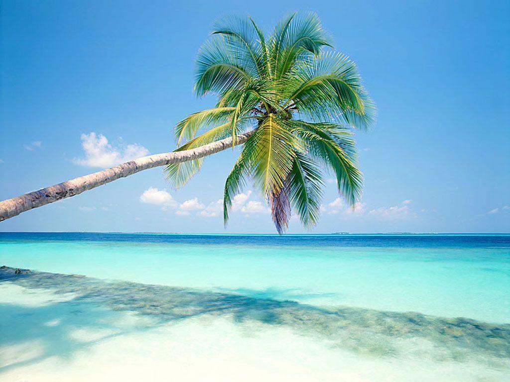 Palm Tree Beach Wallpapers