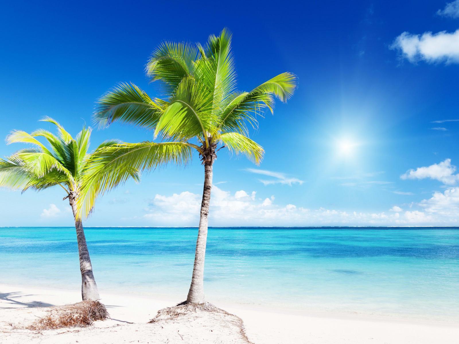 Palm Tree Beach Wallpapers