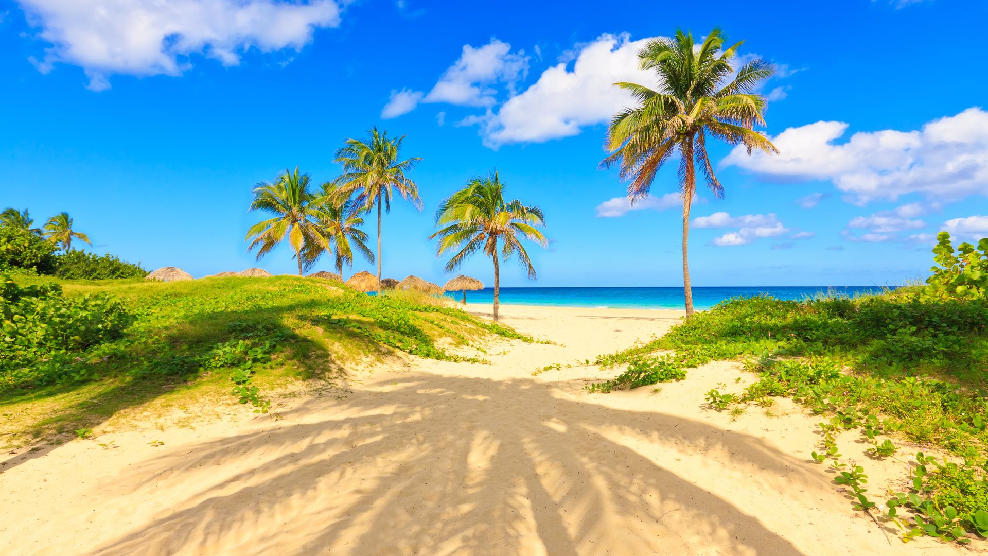 Palm Tree Beach Wallpapers