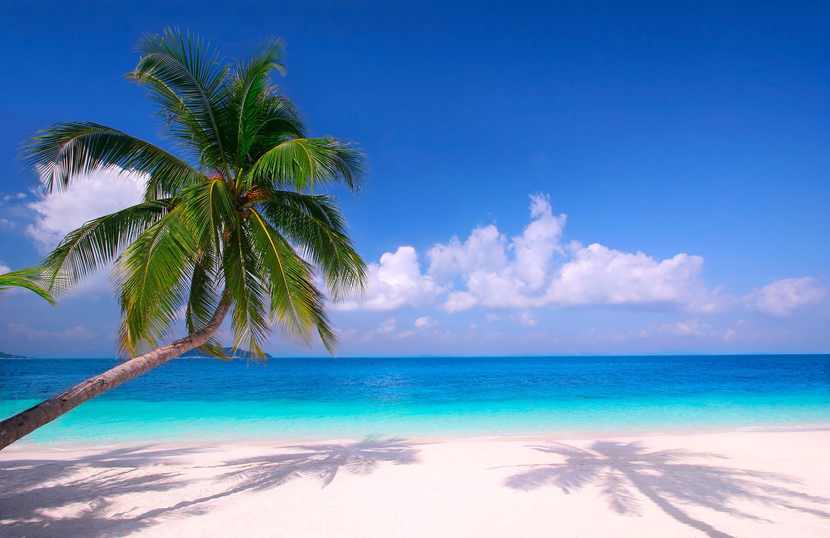 Palm Tree Beach Wallpapers