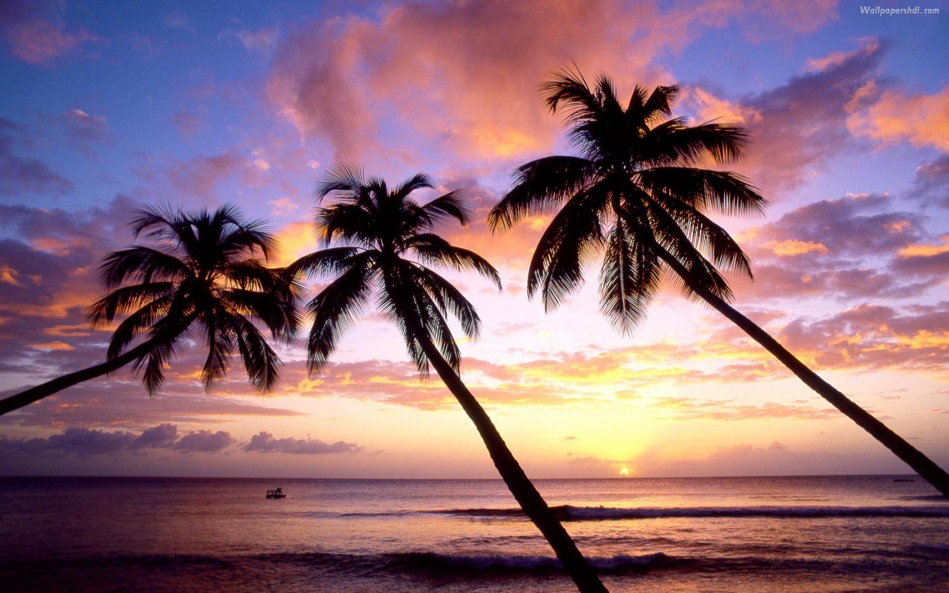 Palm Tree Beach Wallpapers