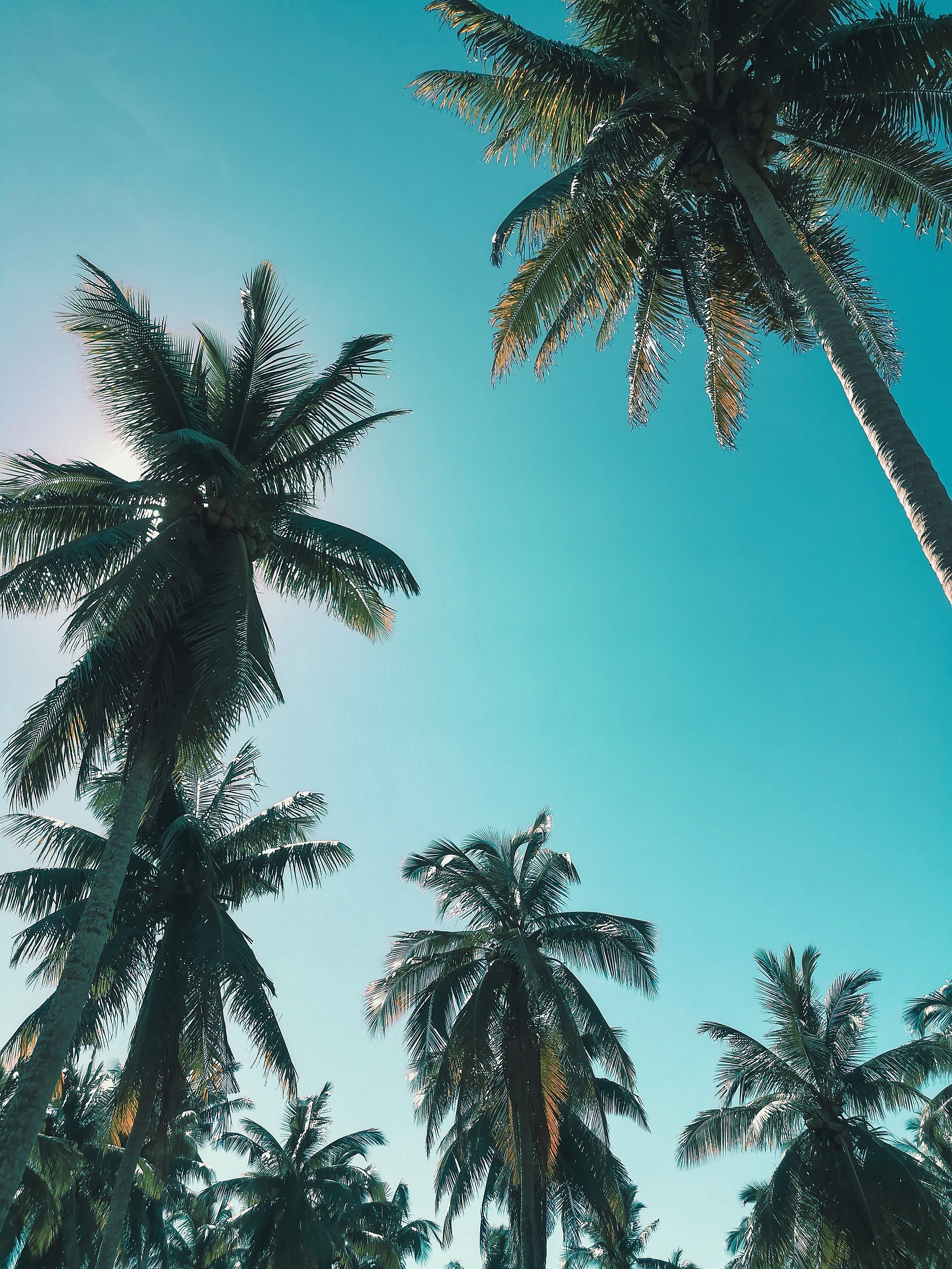 Palm Tree Desktop Wallpapers