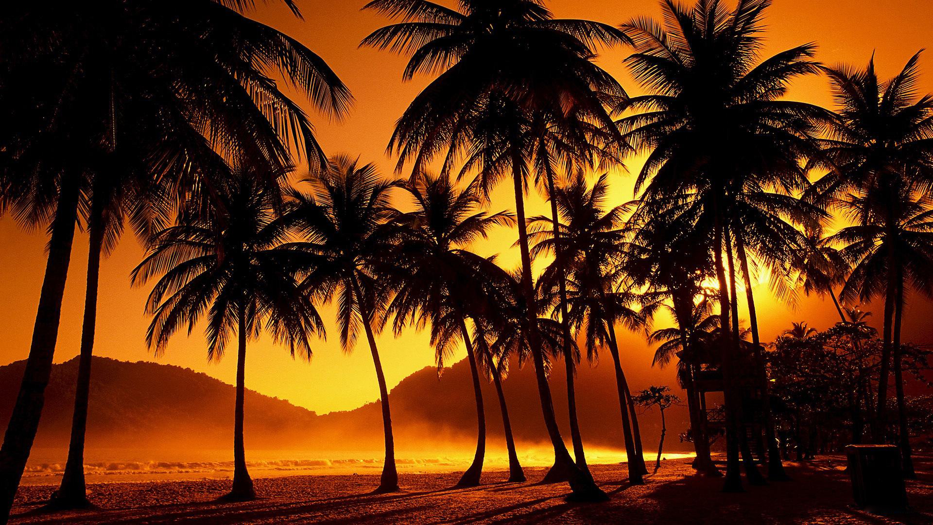 Palm Tree Desktop Wallpapers