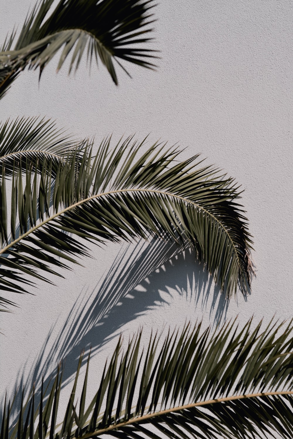 Palm Tree Desktop Wallpapers