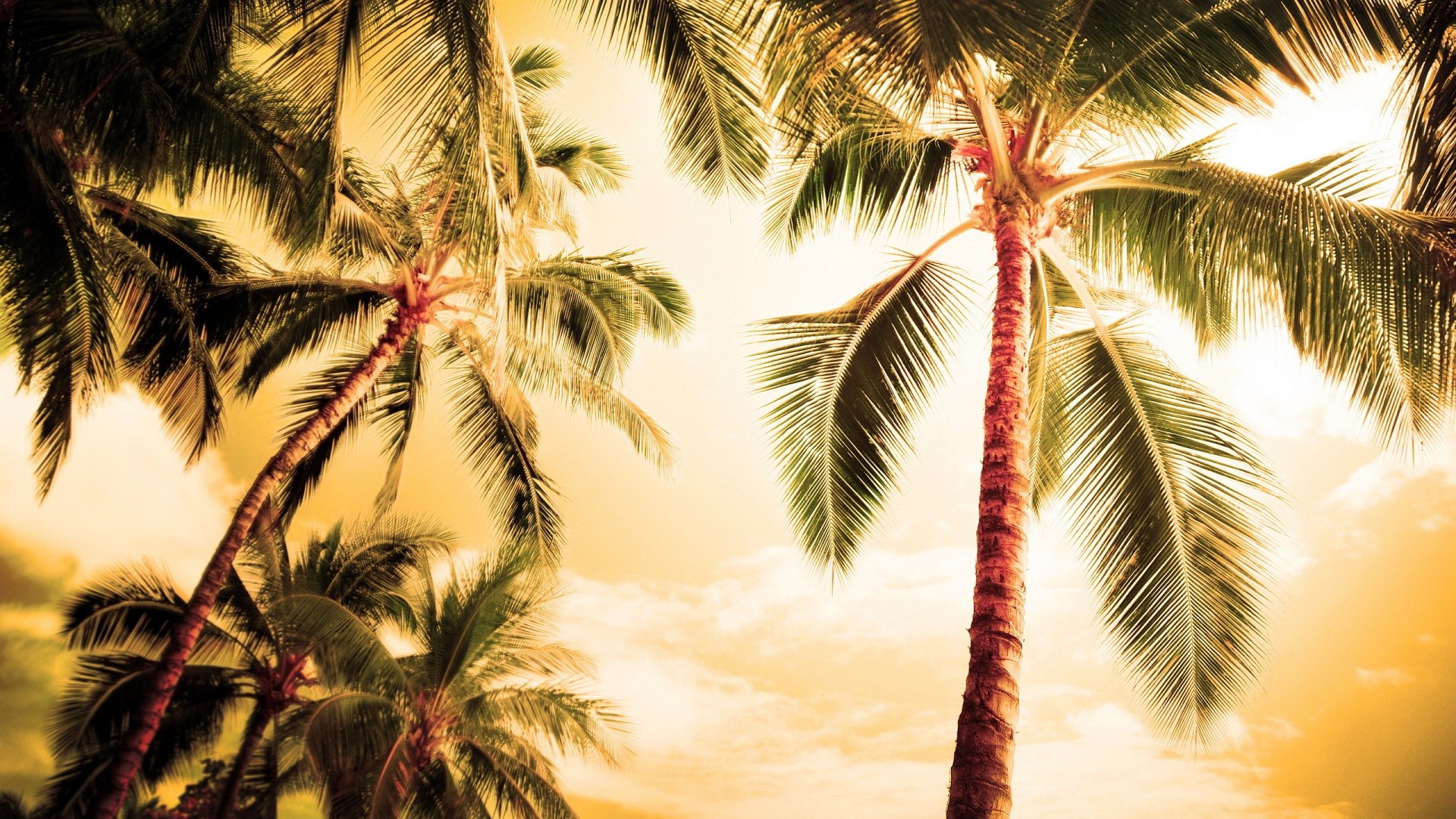 Palm Tree Desktop Wallpapers