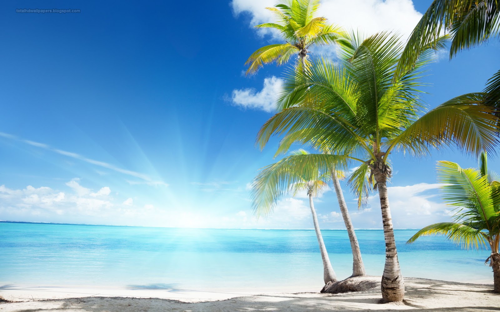 Palm Tree Desktop Wallpapers