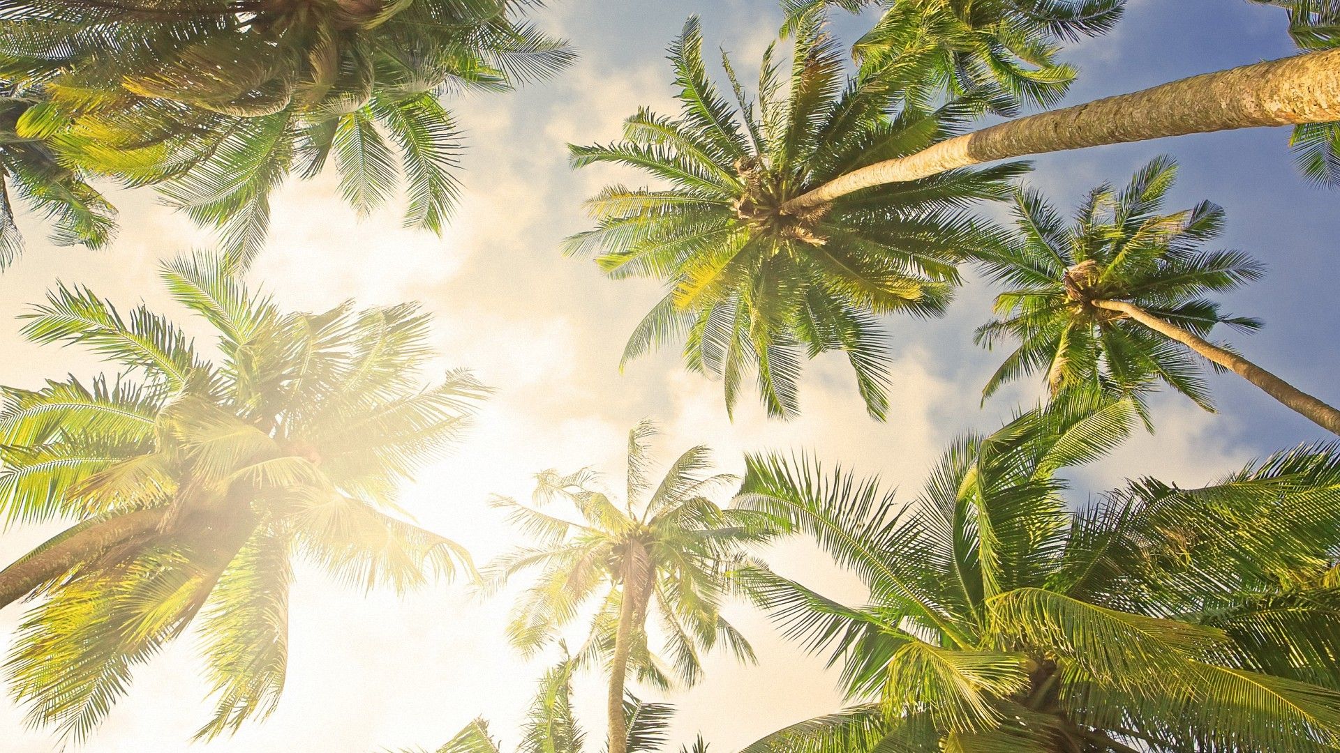 Palm Tree Desktop Wallpapers