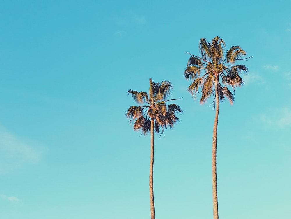 Palm Tree Desktop Wallpapers