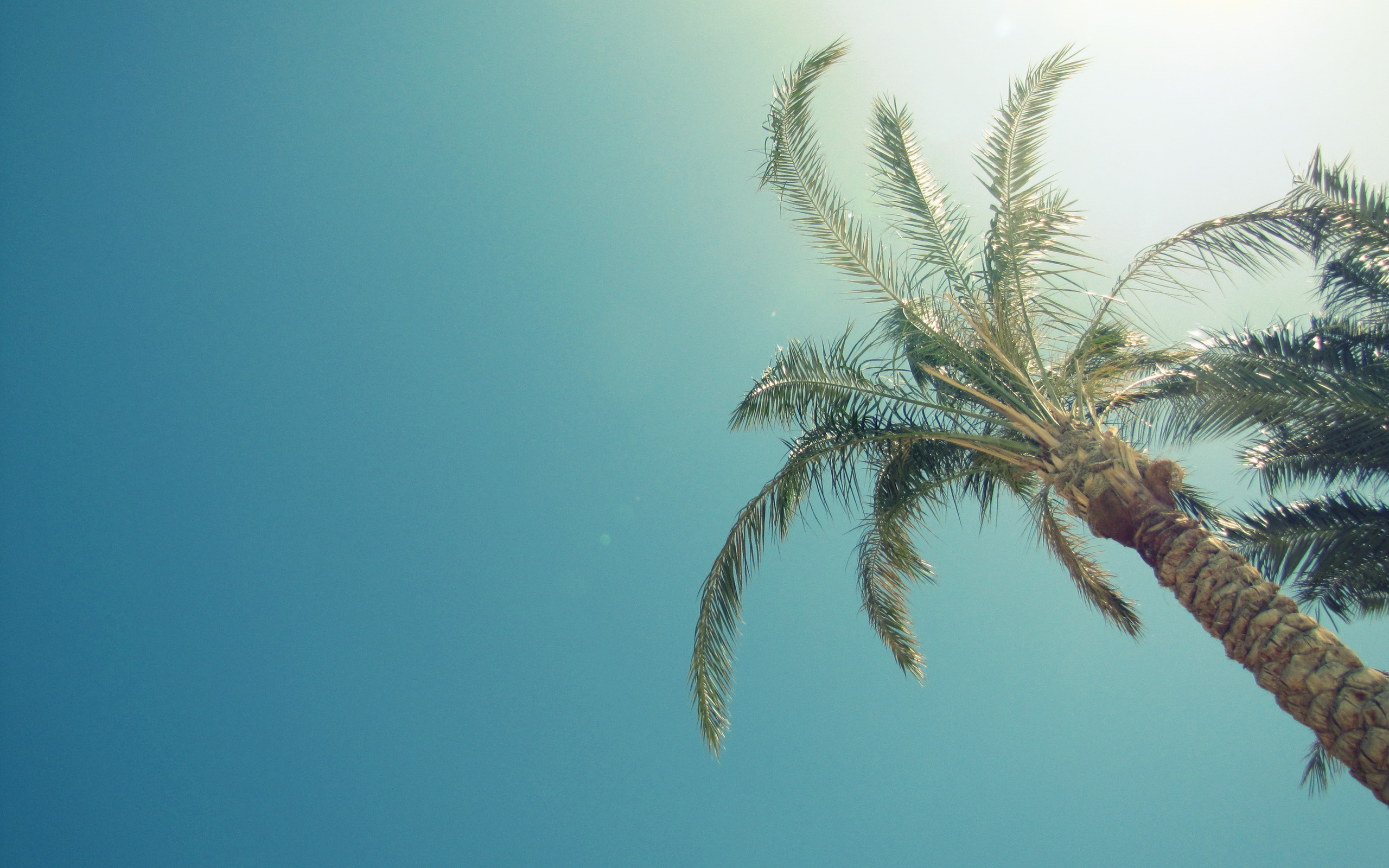 Palm Tree Desktop Wallpapers