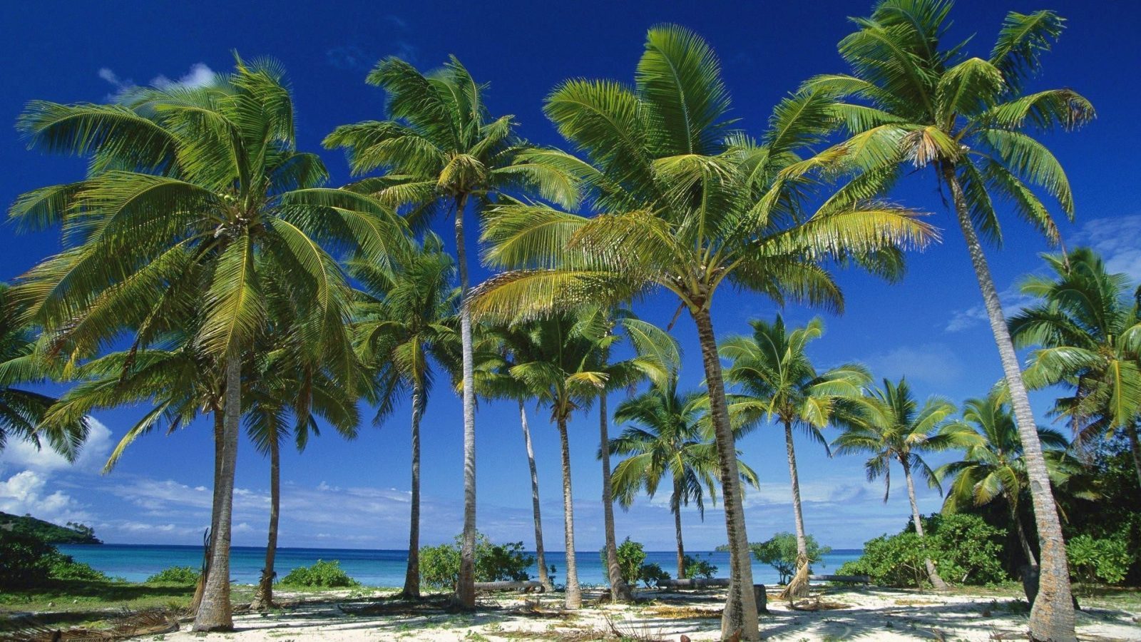 Palm Tree Desktop Wallpapers