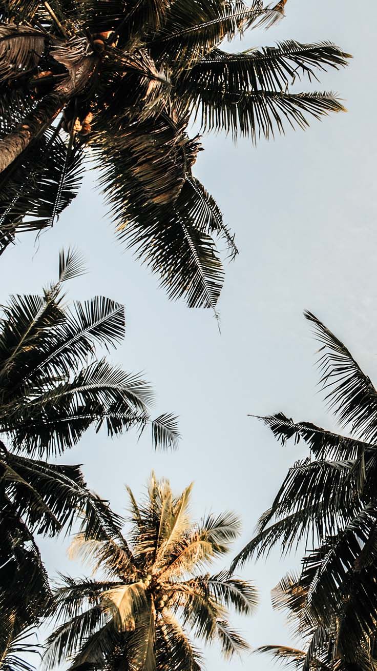 Palm Tree Iphone Wallpapers