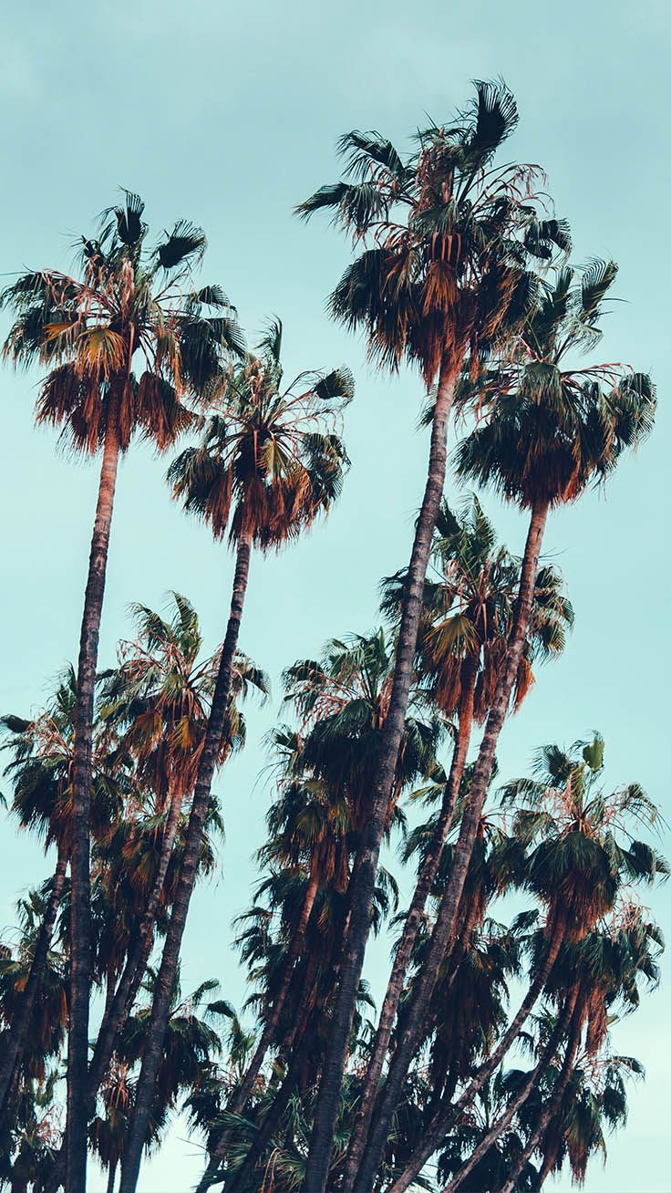 Palm Tree Iphone Wallpapers