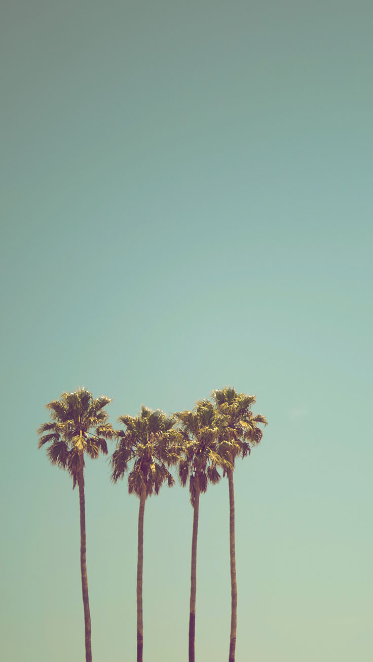 Palm Tree Iphone Wallpapers