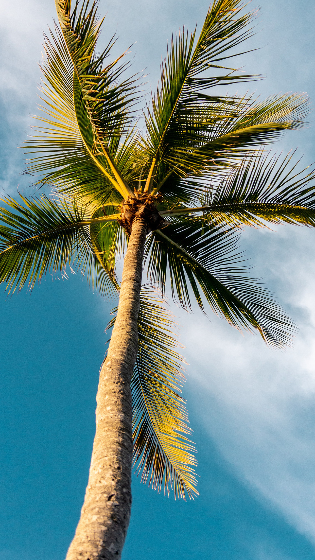 Palm Tree Iphone Wallpapers