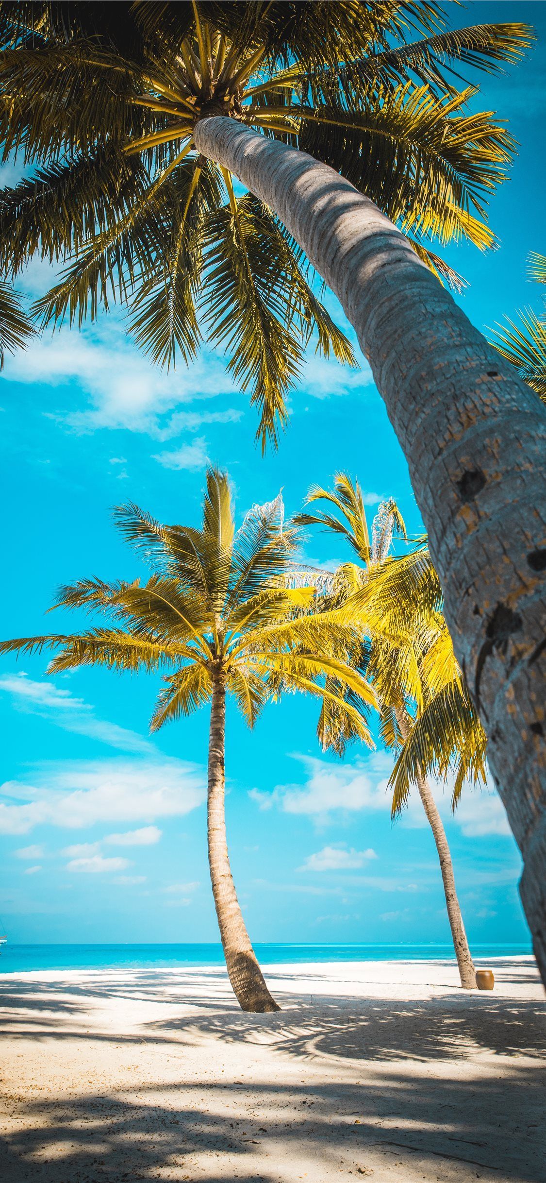 Palm Tree Iphone Wallpapers