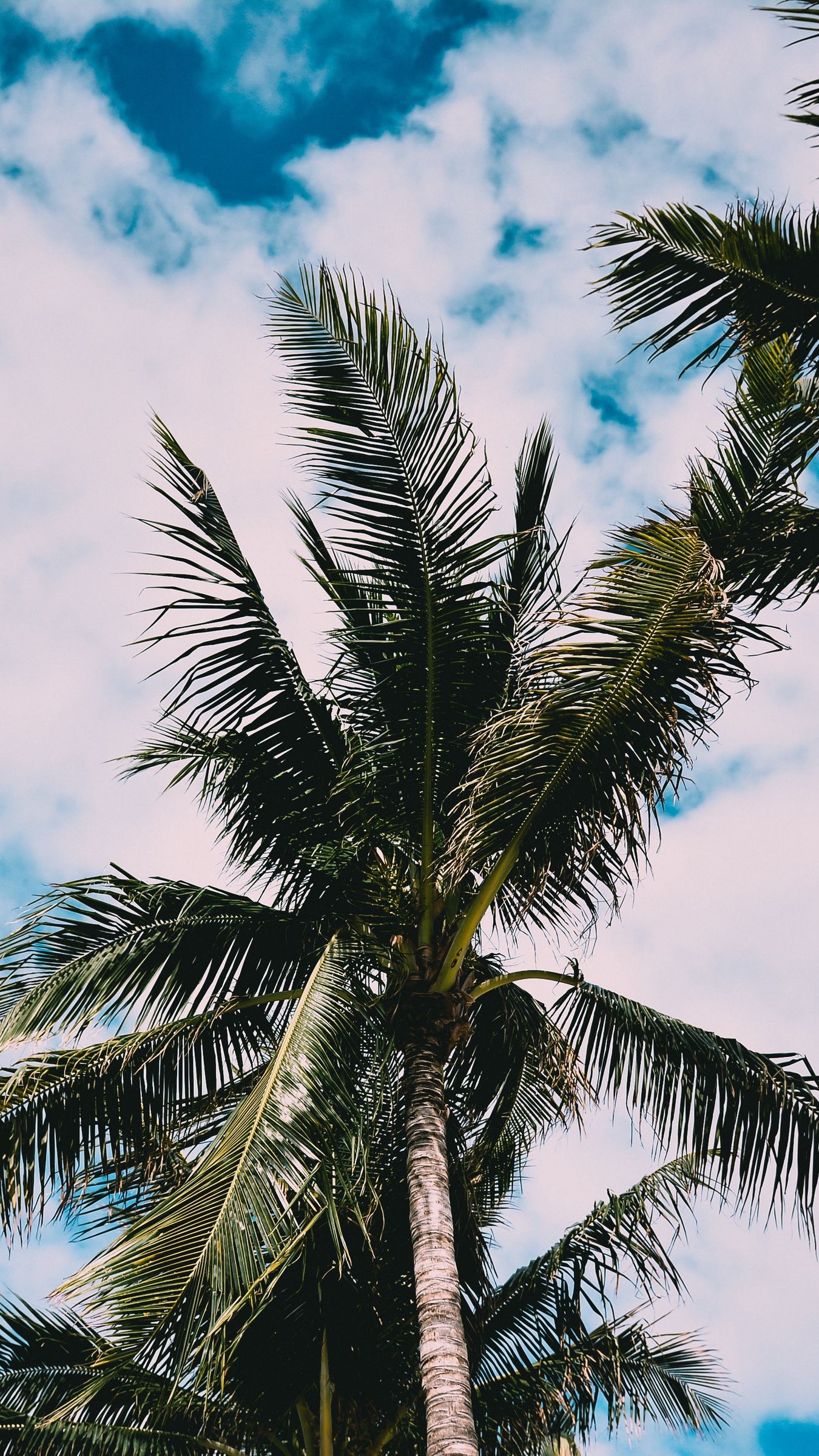 Palm Tree Iphone Wallpapers