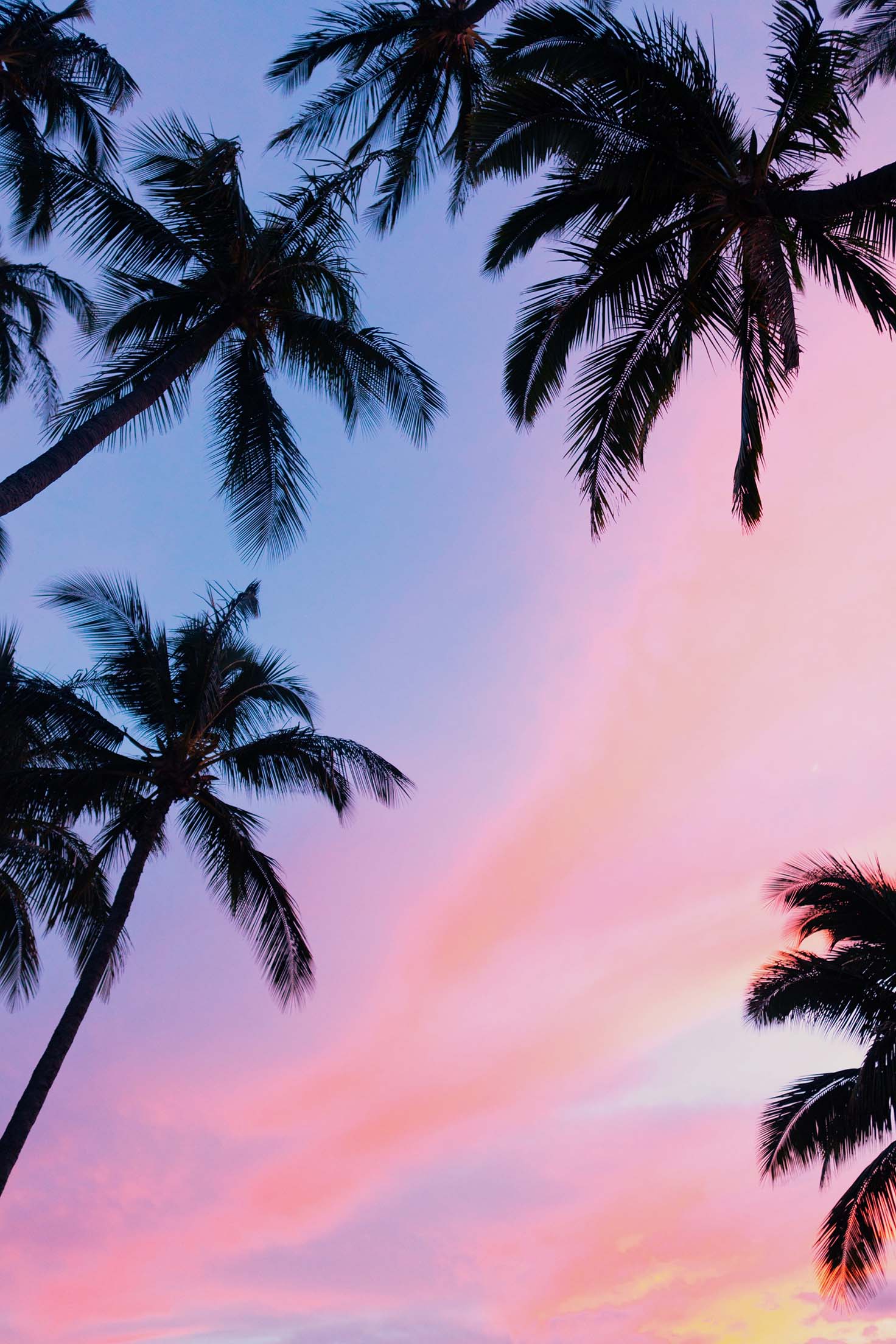 Palm Tree Iphone Wallpapers