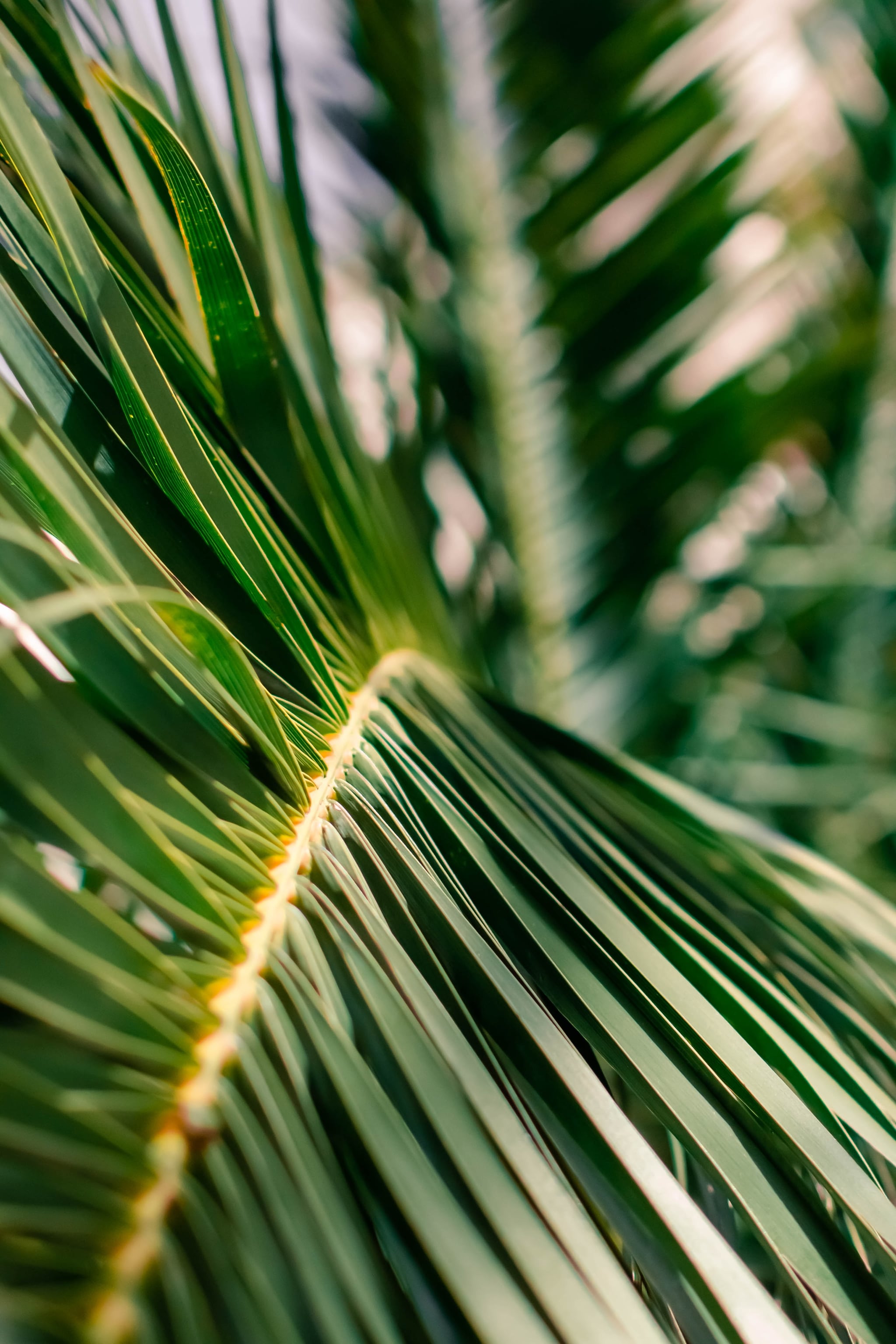 Palm Tree Iphone Wallpapers