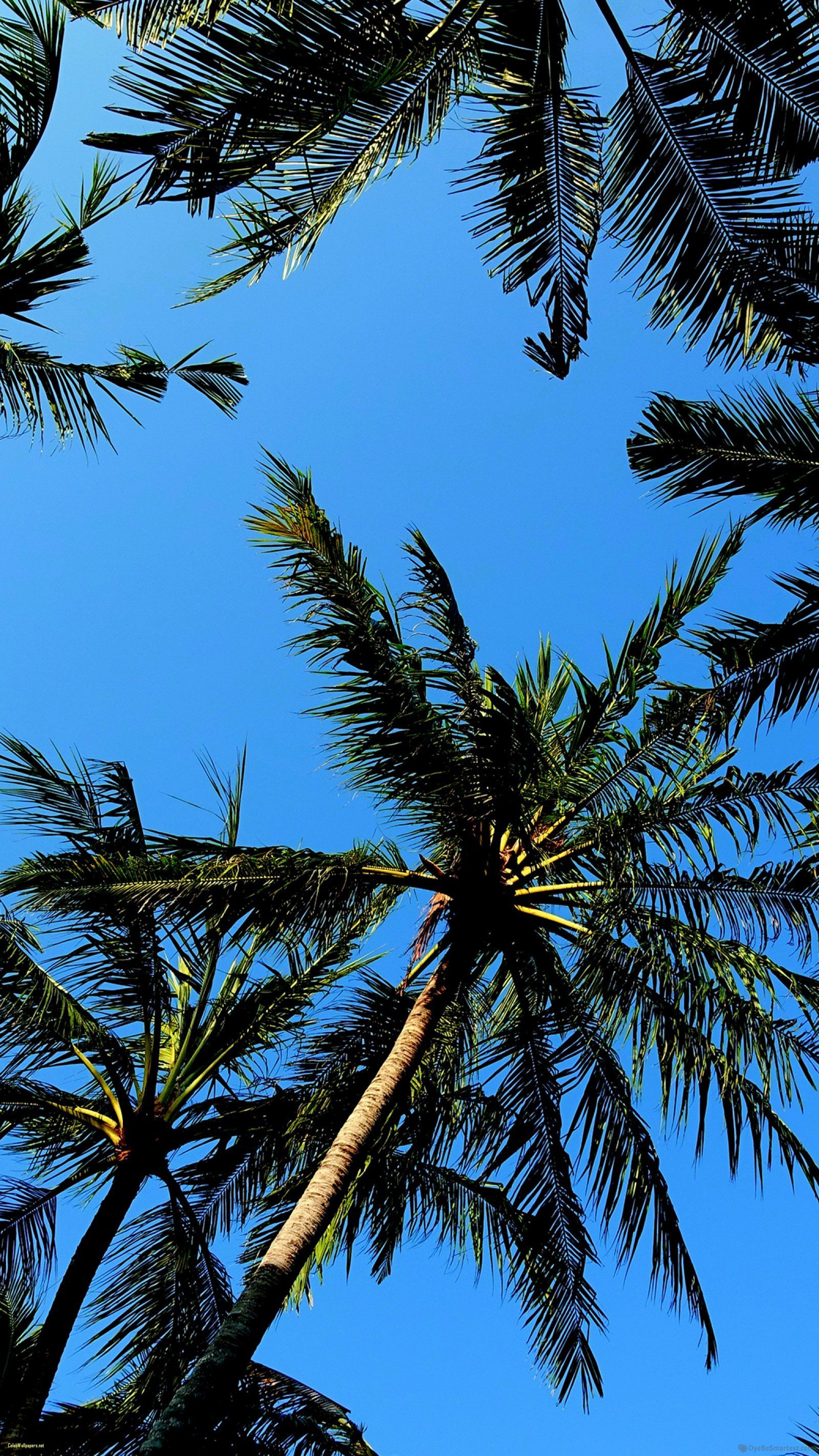 Palm Tree Iphone Wallpapers