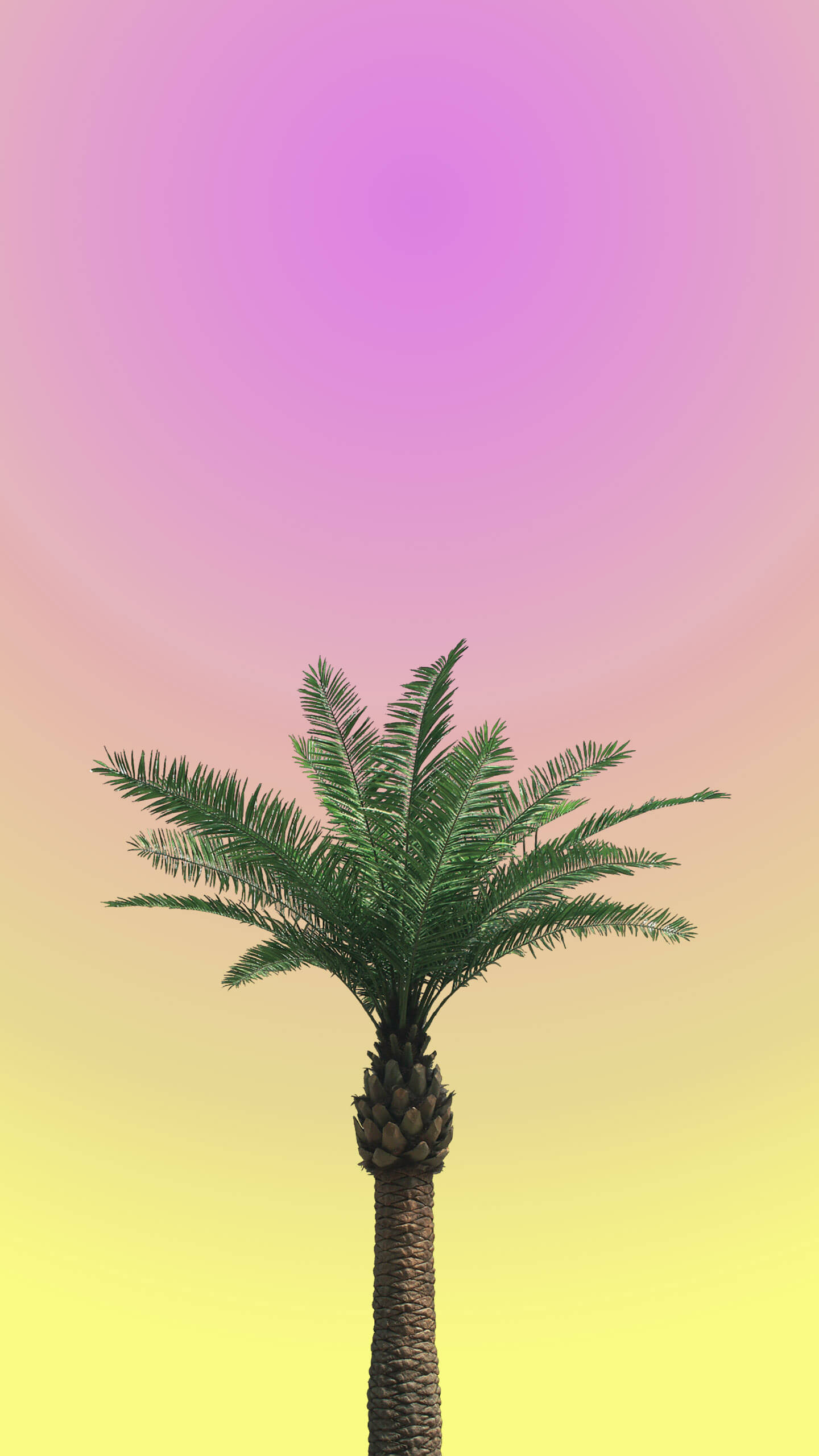 Palm Tree Iphone Wallpapers