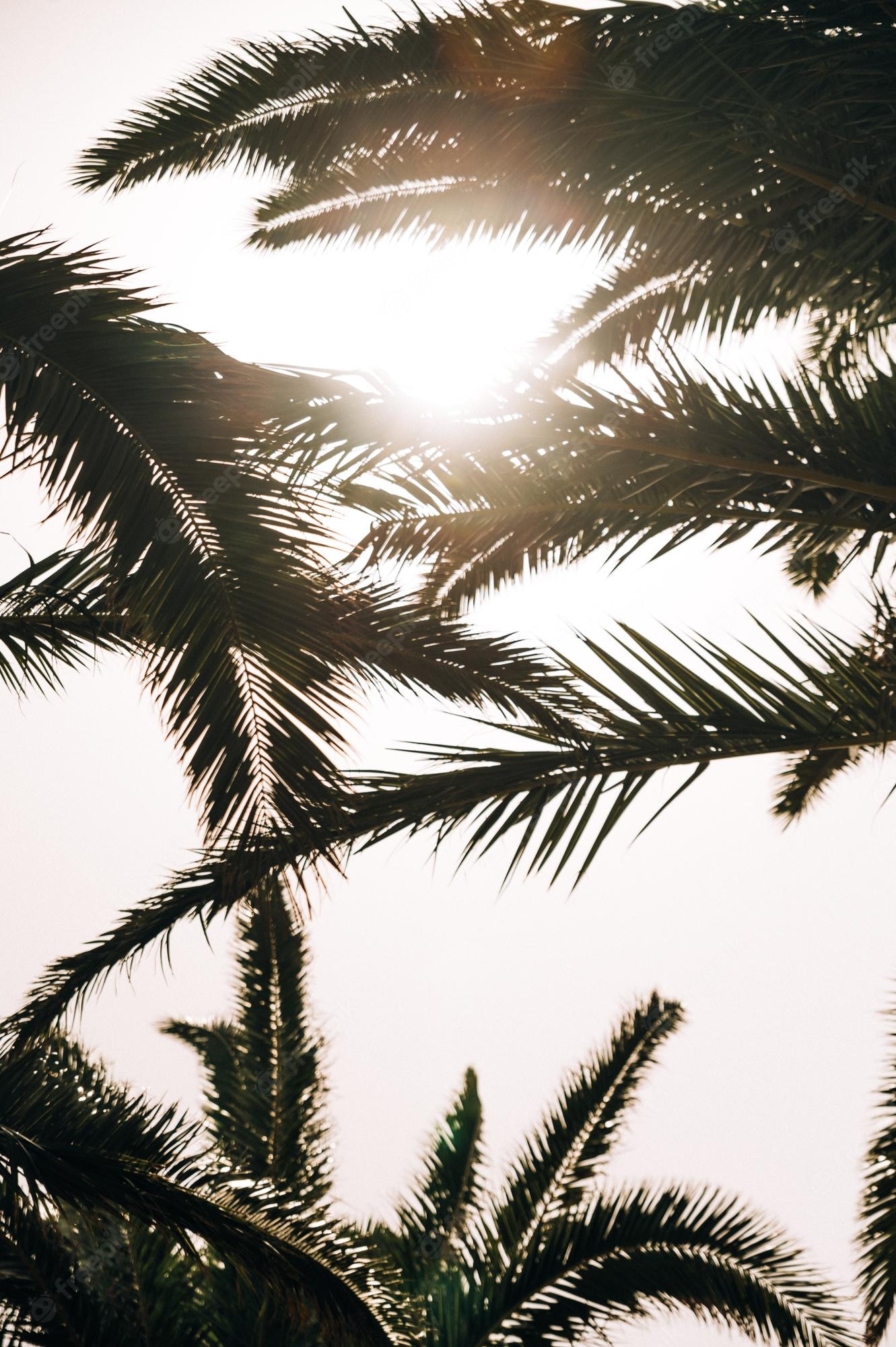 Palm Tree Iphone Wallpapers