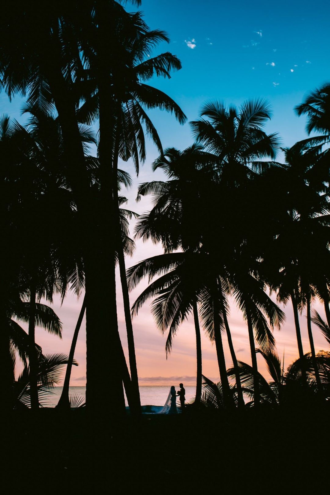 Palm Tree Iphone Wallpapers