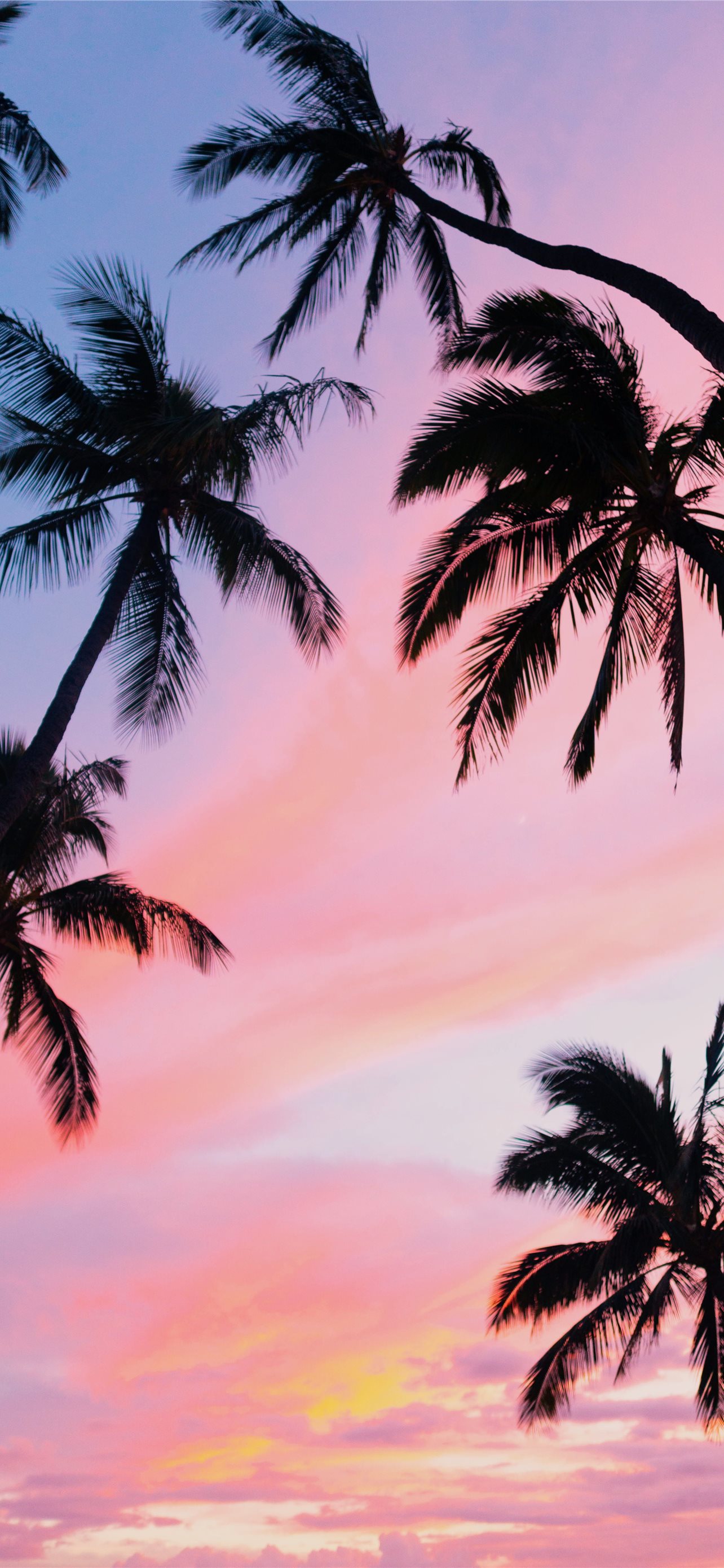 Palm Tree Iphone Wallpapers