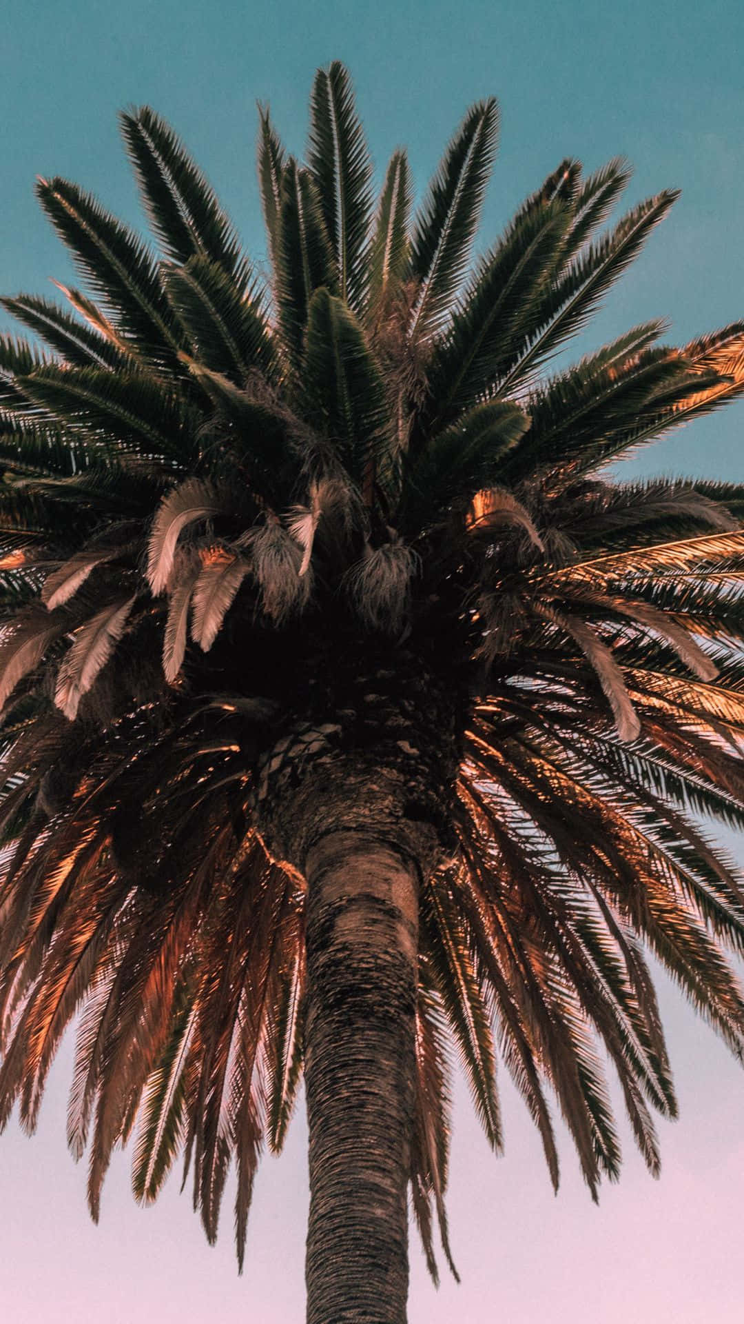 Palm Tree Iphone Wallpapers