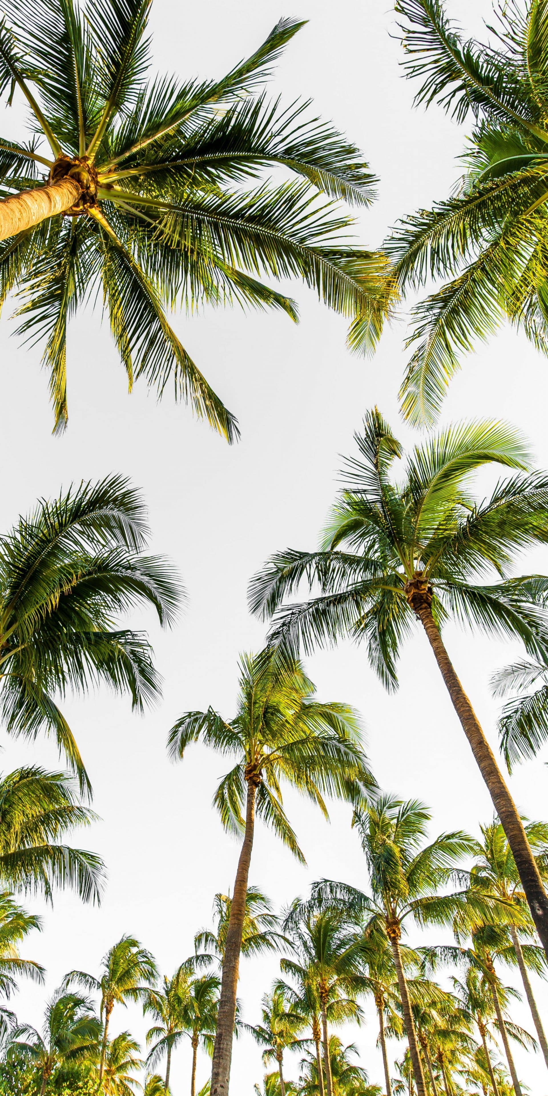 Palm Tree Iphone Wallpapers