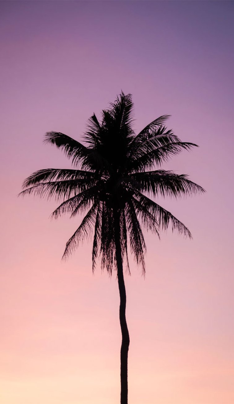 Palm Tree Iphone Wallpapers