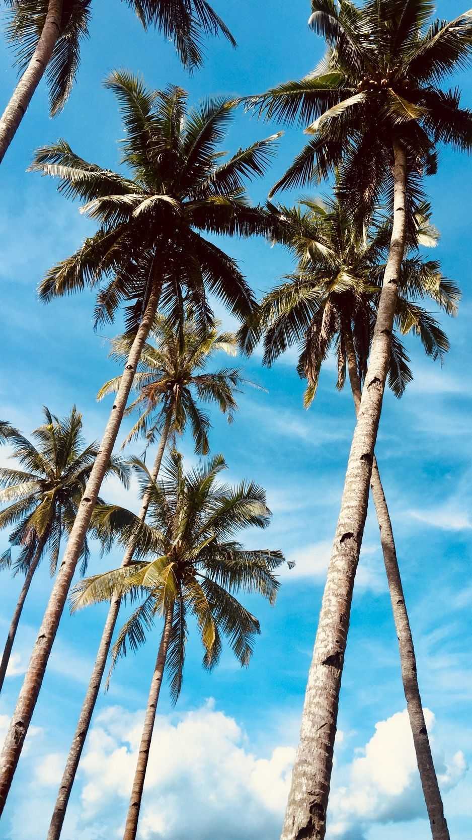 Palm Tree Iphone Wallpapers