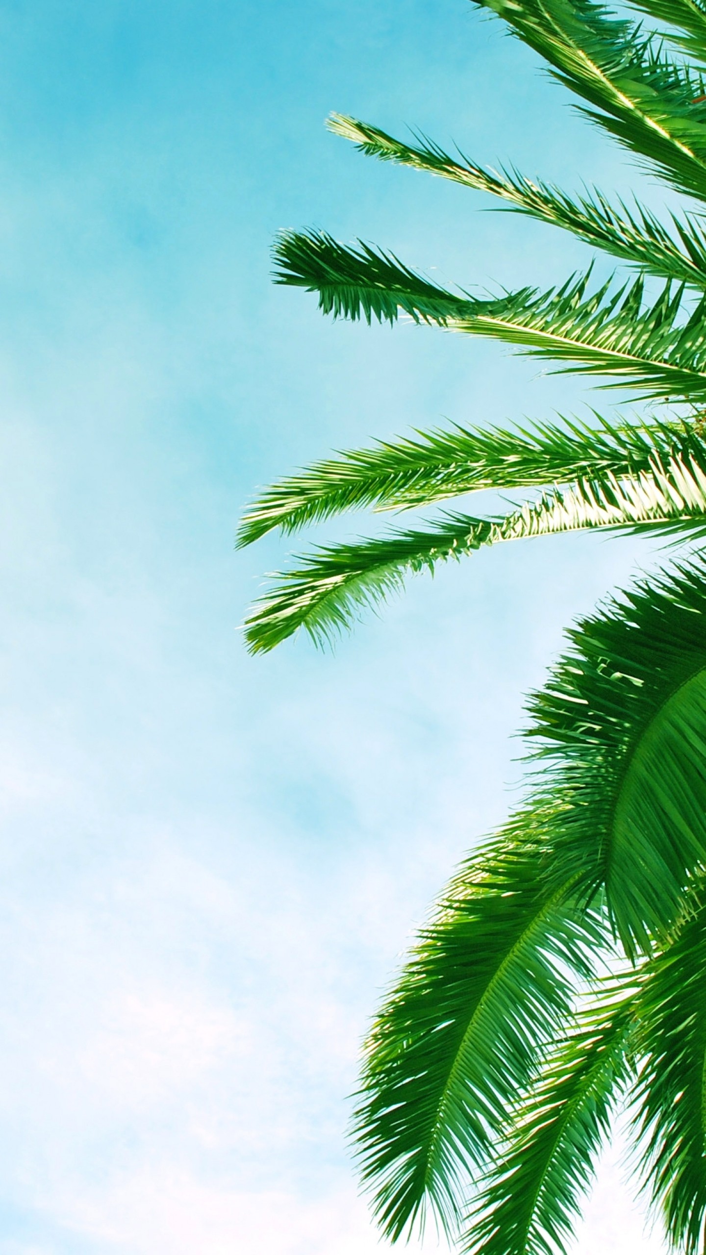 Palm Tree Iphone Wallpapers