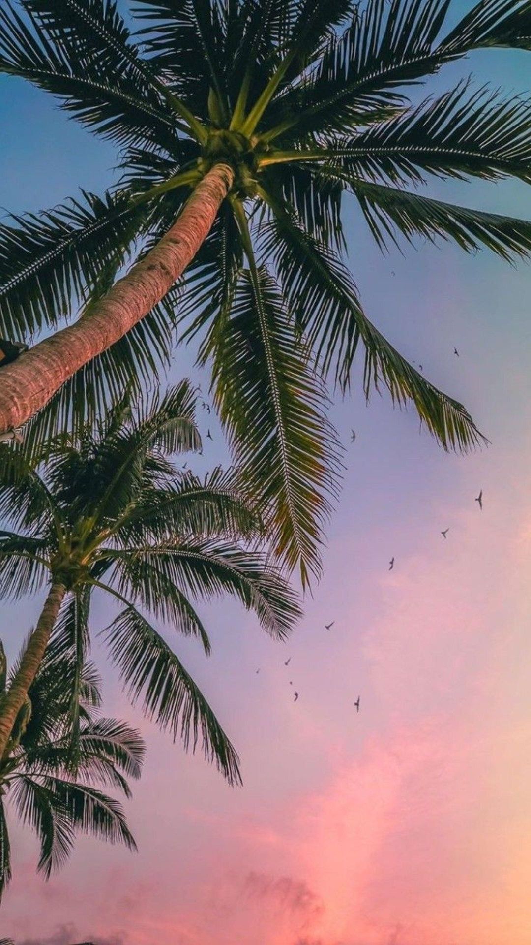 Palm Tree Iphone Wallpapers