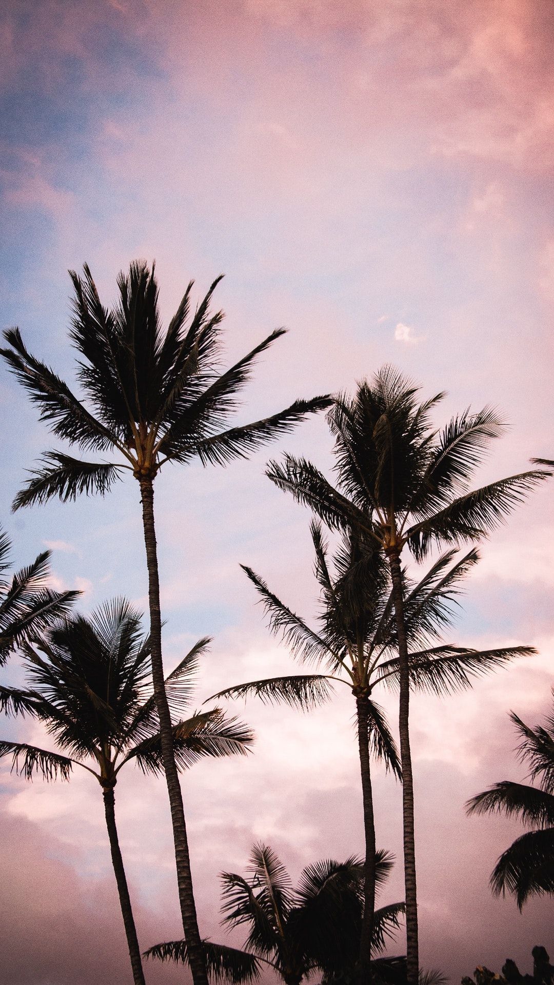 Palm Tree Iphone Wallpapers