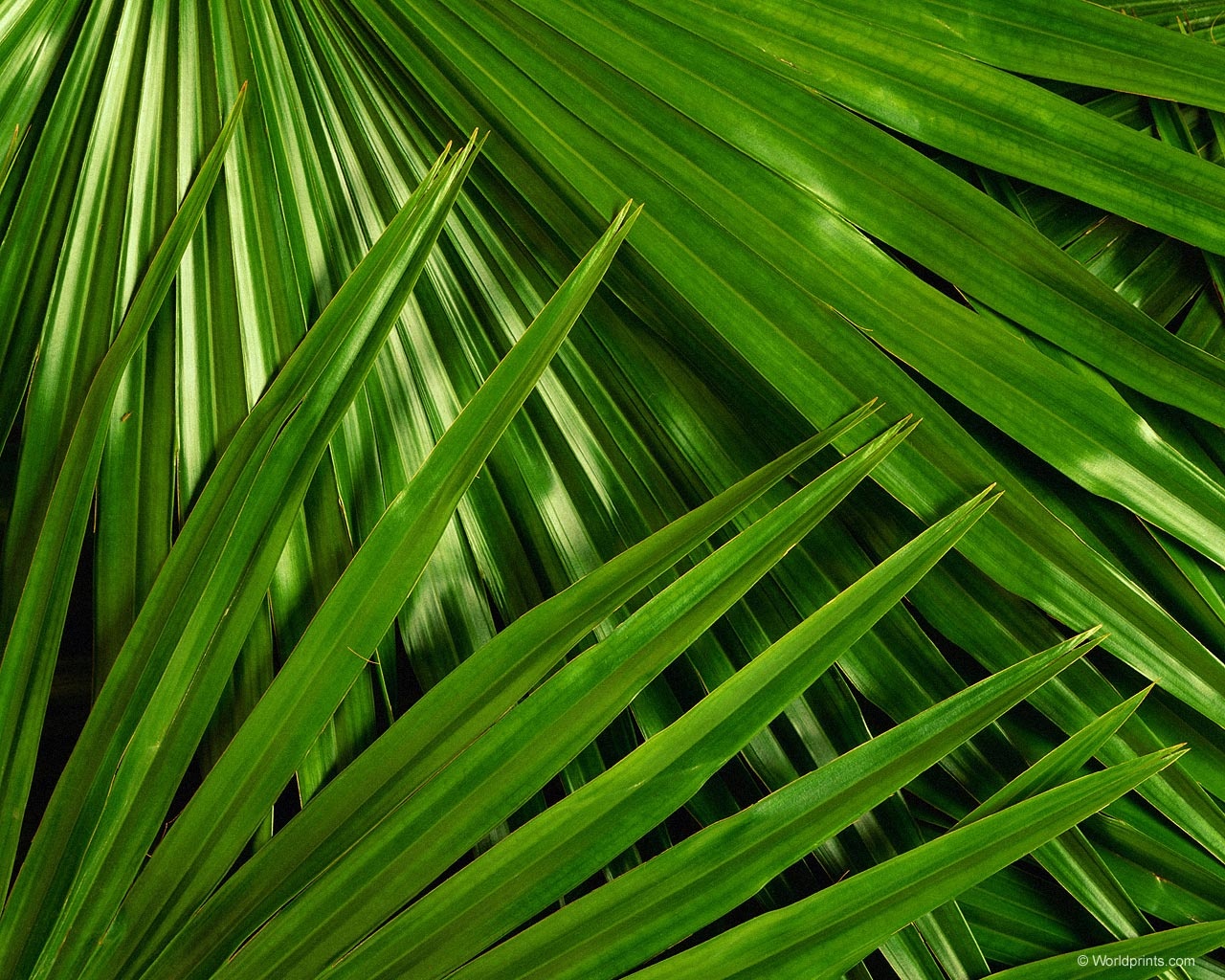 Palm Tree Leaves Wallpapers