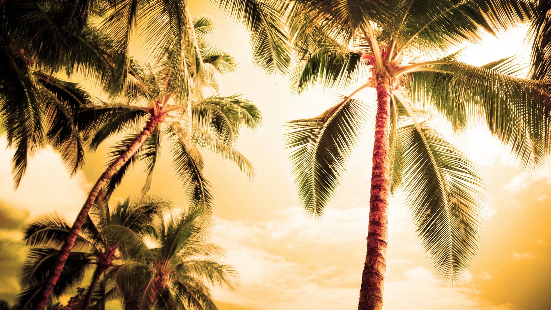 Palm Tree Screensaver Wallpapers