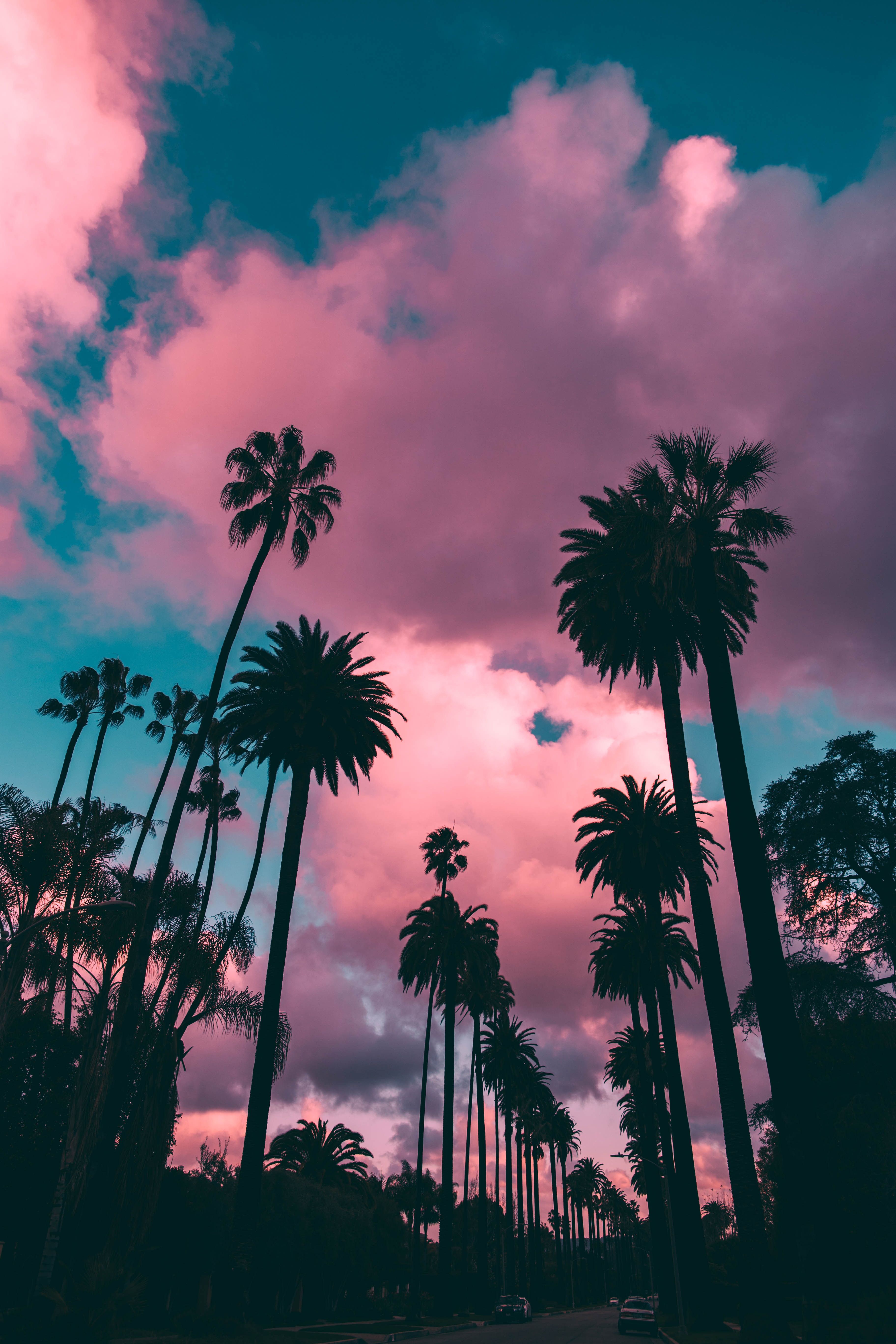 Palm Tree Sunset Iphone Wallpapers