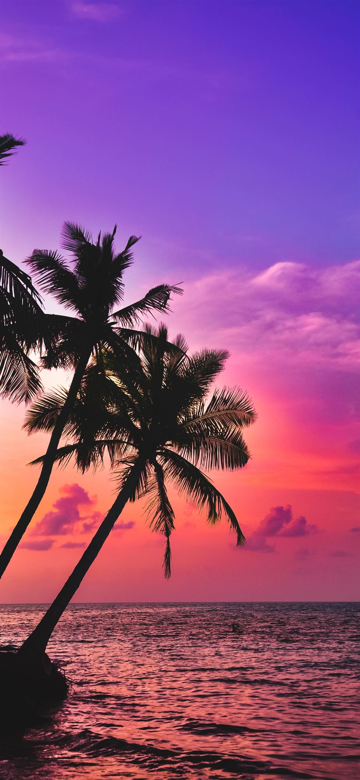 Palm Tree Sunset Iphone Wallpapers