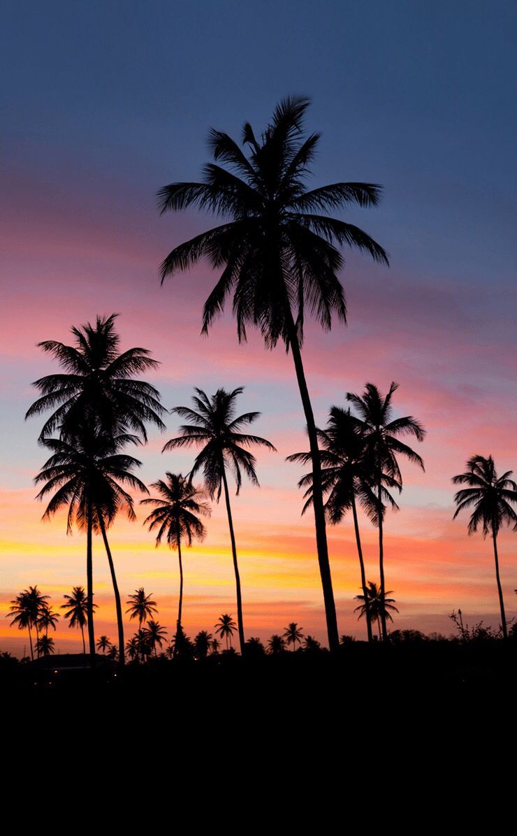 Palm Tree Sunset Iphone Wallpapers