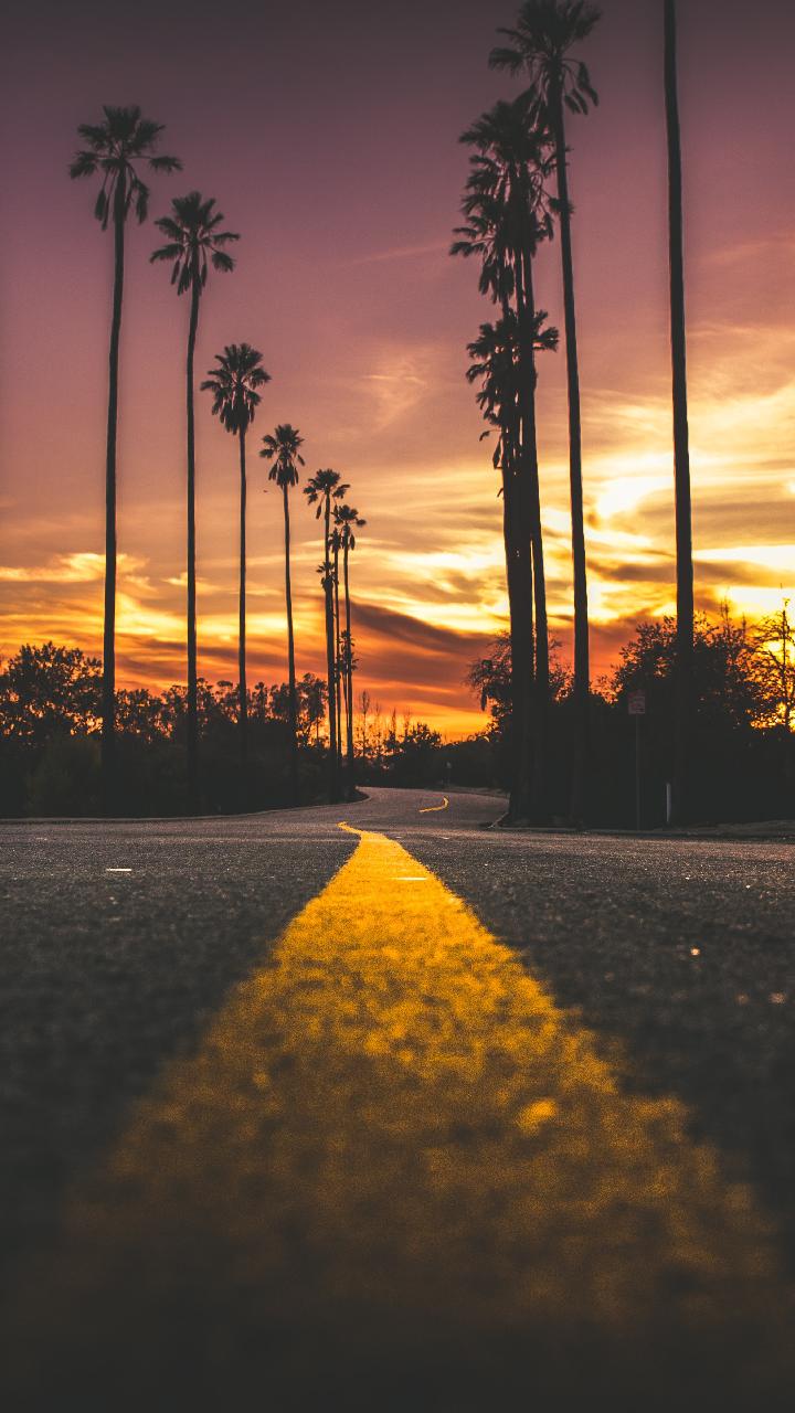 Palm Tree Sunset Iphone Wallpapers