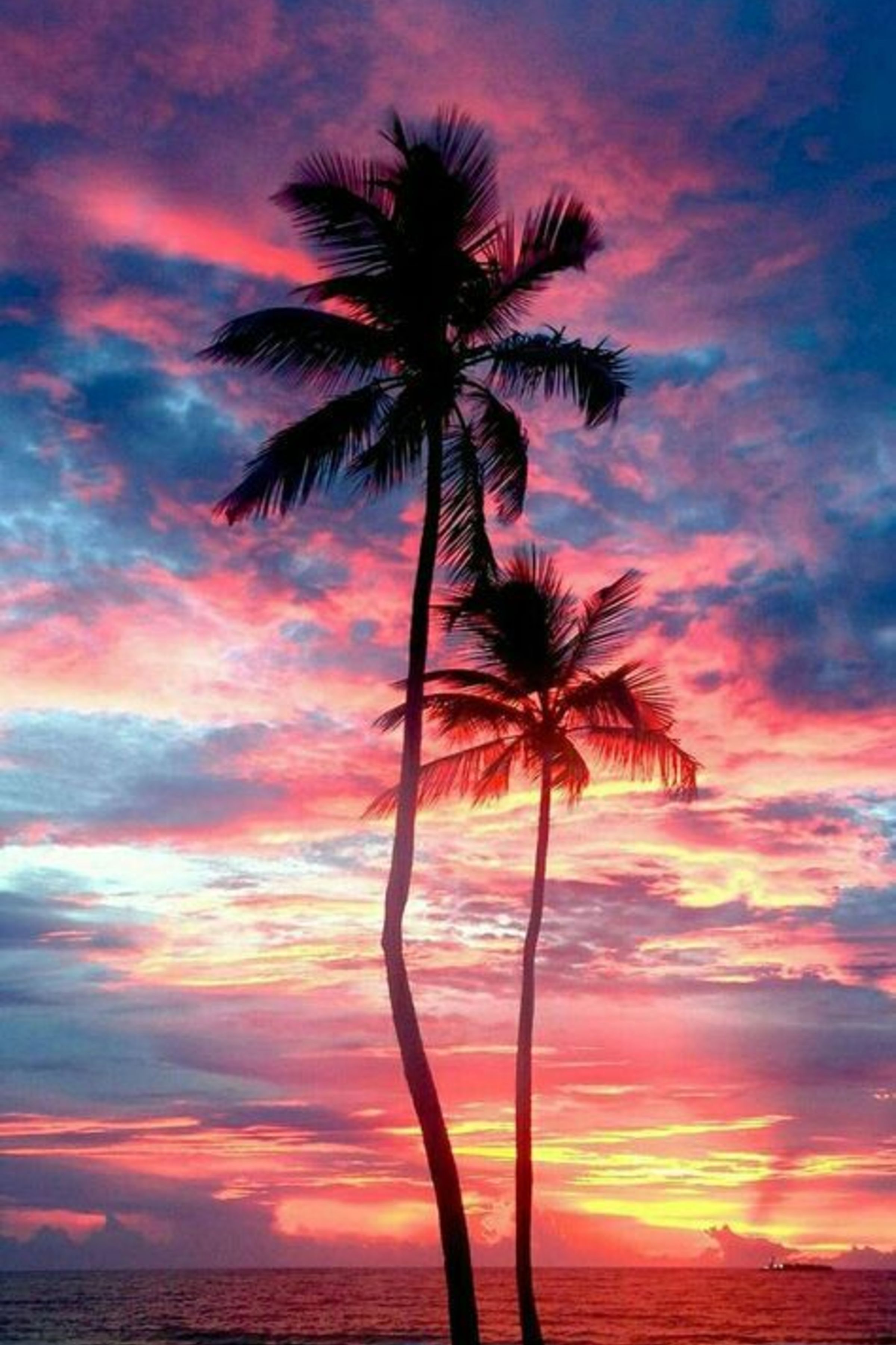 Palm Tree Sunset Iphone Wallpapers