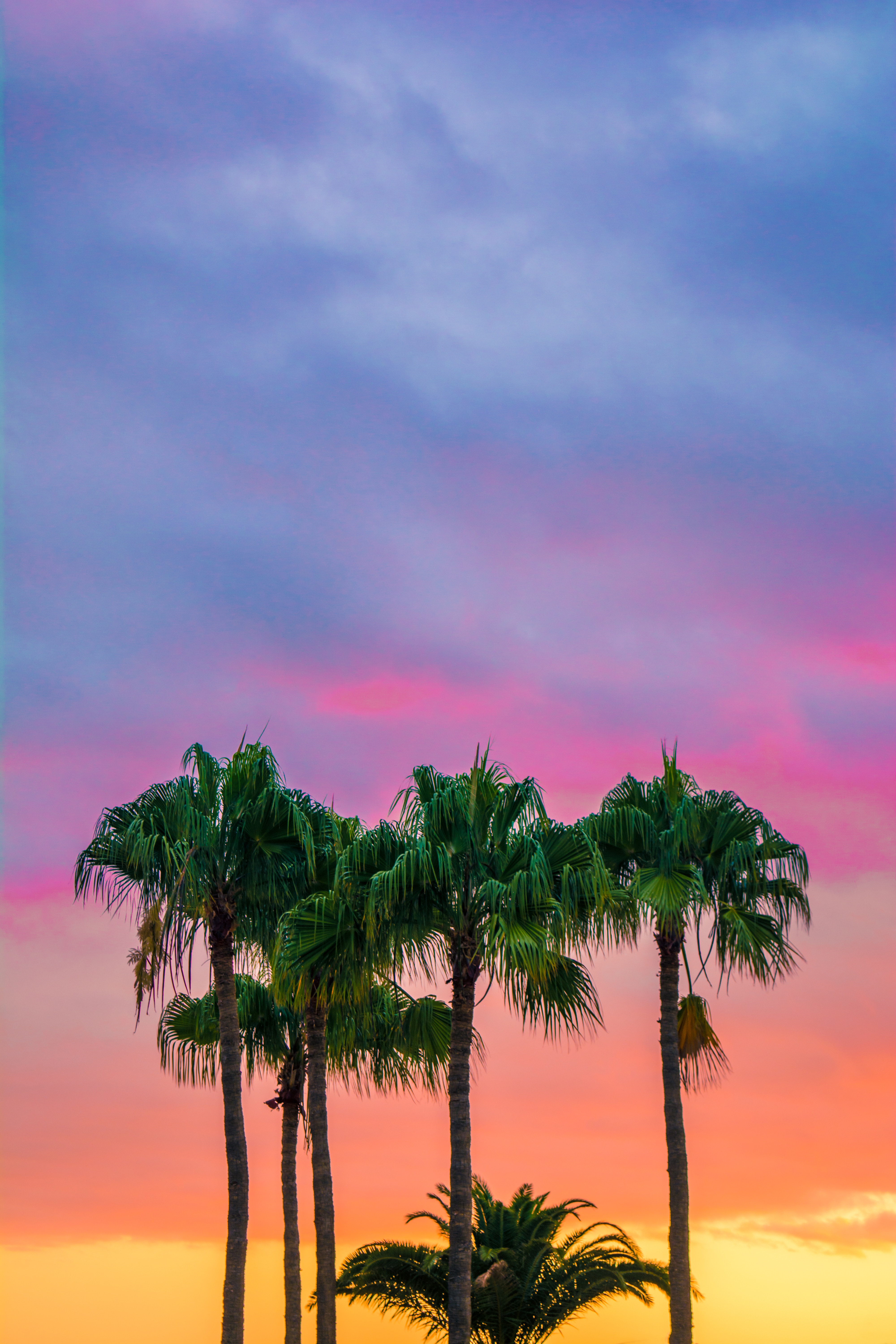 Palm Tree Sunset Iphone Wallpapers